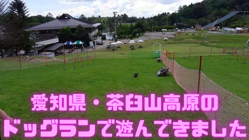 8月の真夏日に愛知県 茶臼山高原ドッグランで遊んできました 涼しくておすすめ チワワと一緒におでかけ 8月の真夏日に愛知県 茶臼山高原ドッグランで遊んできました 涼しくておすすめ チワワと一緒におでかけ