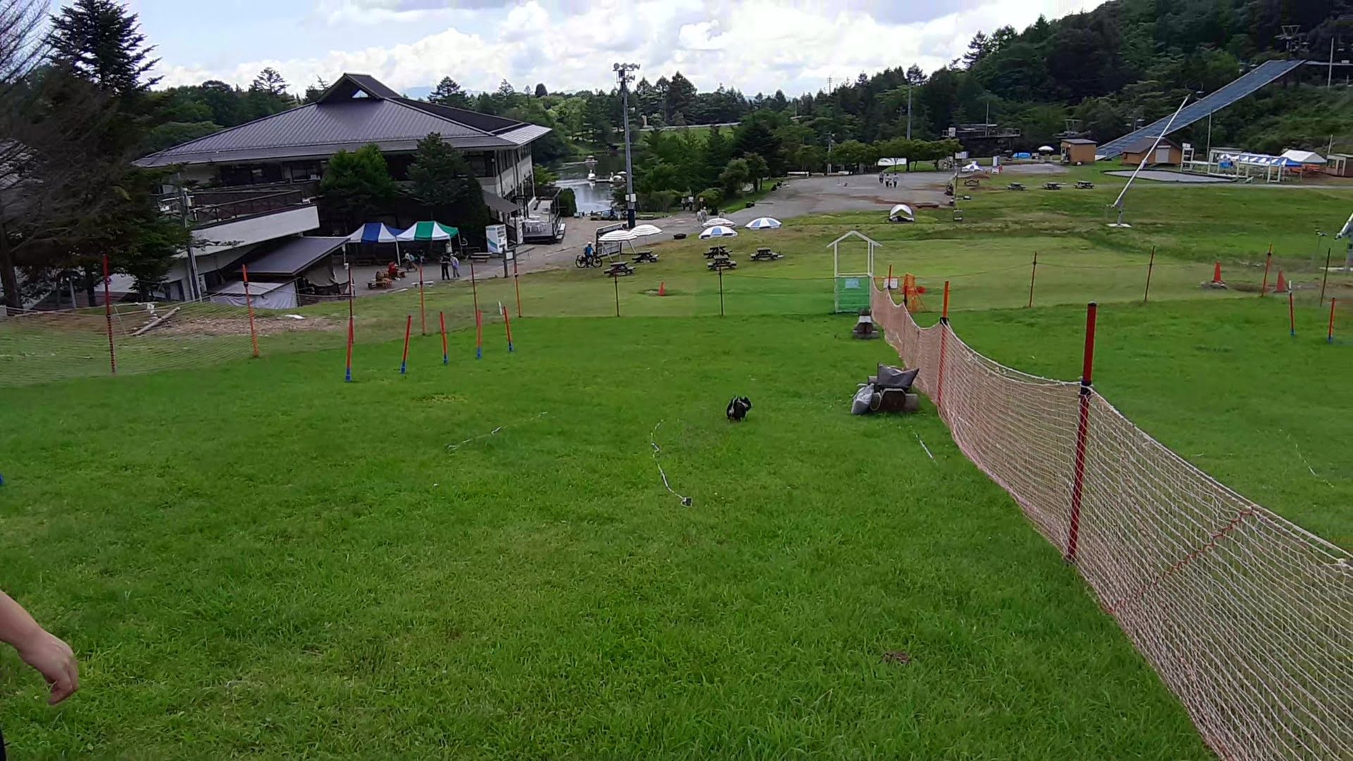 8月の真夏日に愛知県 茶臼山高原ドッグランで遊んできました 涼しくておすすめ チワワと一緒におでかけ 8月の真夏日に愛知県 茶臼山高原ドッグランで遊んできました 涼しくておすすめ チワワと一緒におでかけ